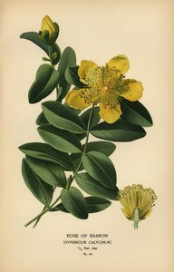 Eibisch, Hypericum calycinum von Désiré Georges Jean Marie Bois