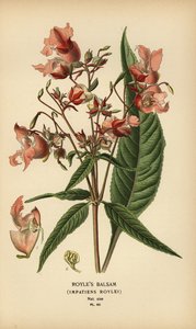 Royles Balsamine, Impatiens roylei von Désiré Georges Jean Marie Bois