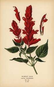 Feuersalbei, Salvia splendens von Désiré Georges Jean Marie Bois