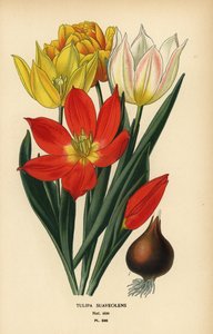 Schrenck-Tulpe, Tulipa suaveolens oder Tulipa schrenkii. Chromolithographie aus einer Illustration von Desire Bois aus Edward Step