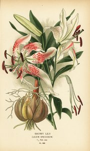 Prachtlilie, Lilium speciosum. Chromolithographie nach einer Illustration von Desire Bois aus Edward Step