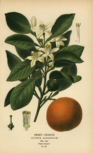 Süßorange, Citrus x aurantium von Désiré Georges Jean Marie Bois