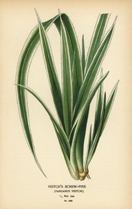 Tahitianische Schraubenpalme, Pandanus tectorius. Chromolithographie nach einer Illustration von Desire Bois aus Edward Step