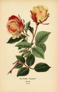 Teerosenhybrid, Safrano, Rosa × odorata