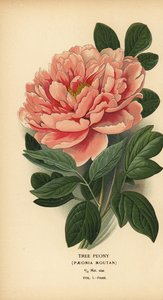 Baumpfingstrose, Paeonia moutan