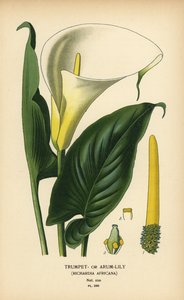 Trompetenlilie, Aronstab oder Calla-Lilie, Zantedeschia aethiopica von Désiré Georges Jean Marie Bois