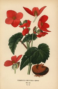 Knollenbegonie Hybrid