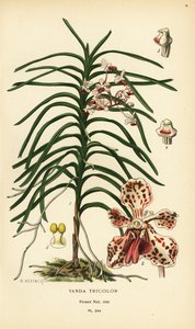 Vanda tricolor Orchidee. Chromolithographie nach einer Illustration von B. Herincq aus Edward Step