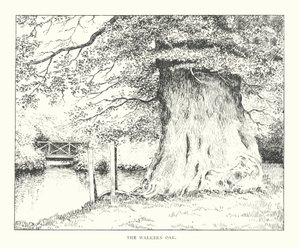 Die Walkern-Eiche von Duncan Moul