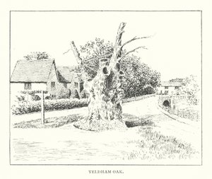 Yeldham Oak von Duncan Moul