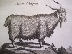 Angoraziege, aus Relation dun Voyage du Levant von Joseph Pitton de Tournefort, Amsterdam, 1718 von Dutch School