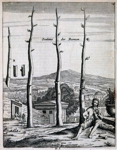 Obstbäume, aus De Nederlandze Hesperides von Jan Commelin, veröffentlicht 1676