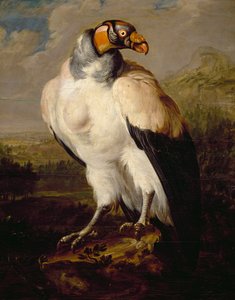 Königsgeier, Gemälde von unbekanntem niederländischen Künstler, Niederlande von Dutch School
