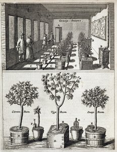 Orangerie, aus De Nederlandze Hesperides von Jan Commelin, veröffentlicht 1676 von Dutch School