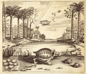 Schildkröteneier schlüpfen, aus China Illustrata von Athanasius Kircher (1601-80), 1667 von Dutch School
