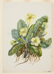 Primula vulgaris Huds (Primel), um 1920er von EF Crowley