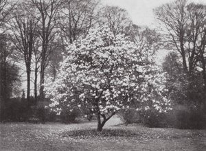 Kew Gardens, ca. 1900 von E. J. Wallis