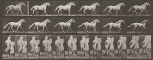 Tierlokomotion. Eine elektro-fotografische Untersuchung der aufeinanderfolgenden Phasen von Tieren, 1880er Jahre von Eadweard Muybridge