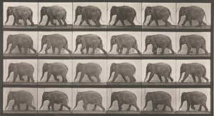 Tierlokomotion. Eine elektro-fotografische Untersuchung aufeinanderfolgender Phasen von Tieren..., 1880er Jahre von Eadweard Muybridge