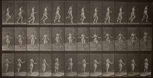 Tierbewegung, Platte 174 von Eadweard Muybridge
