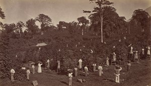 Kaffeeernte, Las Nubes-Guatemala, 1875