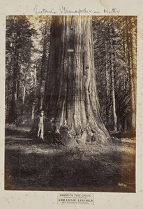 Mammutbaumhain, Calaveras County, Kalifornien. Abraham Lincoln. 320 Fuß hoch, 54 Fuß Umfang
