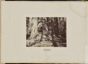 Mammutbaumhain, Calaveras County, Kalifornien. Die Salem Hexengruppe. Durchschnittlich 300 Fuß hoch, 65 Fuß im Umfang