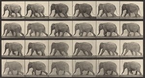 Tafel Nummer 733. Elefant im Gehen, 1887 von Eadweard Muybridge