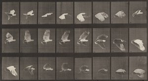 Teller Nummer 758. Kakadu im Flug, 1887