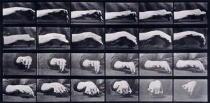 Eine Bewegungsstudie einer Hand, ca. 1872-1885 von Eadweard Muybridge