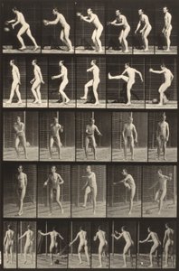 Tierbewegung (Tafel 300)