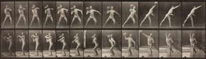 Tierlokomotion, Platte 319 von Eadweard Muybridge