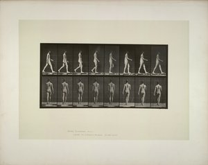 Tierbewegung: männliches Becken Tuch, 1887 von Eadweard Muybridge