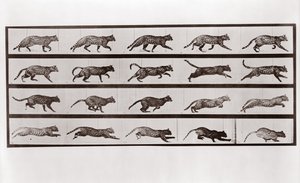 Katze trabt und galoppiert, Tafel 717 aus Animal Locomotion, 1887 von Eadweard Muybridge