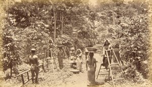 Kaffeeernte in San Isidro, Höhe 1000 Fuß, Guatemala von Eadweard Muybridge