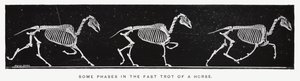 Eadweard Muybridge: Einige Phasen des schnellen Trabens eines Pferdes