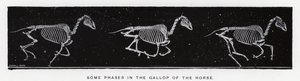 Eadweard Muybridge: Einige Phasen im Galopp des Pferdes von Eadweard Muybridge