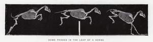 Eadweard Muybridge: Einige Phasen im Sprung eines Pferdes (s/w Foto) von Eadweard Muybridge