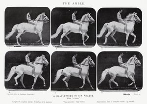 Eadweard Muybridge: Der Schritt von Eadweard Muybridge
