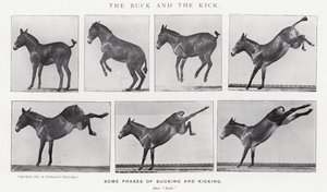 Der Bock und der Tritt von Eadweard Muybridge
