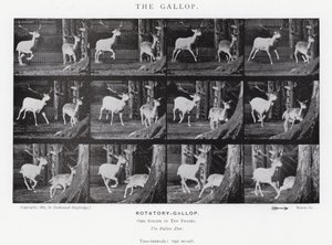 Der Galopp von Eadweard Muybridge