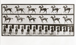 Pferd und Reiter, Platte 621 aus Animal Locomotion