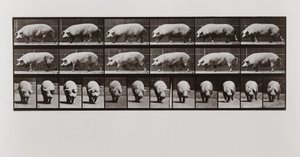 Schwein geht, Platte 673 aus Animal Locomotion von Eadweard Muybridge