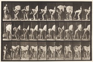 Tafel 508. Ein Pferd beschlagen von Eadweard Muybridge