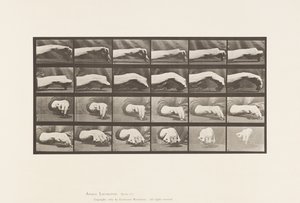 Tafel 532. Bewegung der Hand; einen Kreis zeichnen