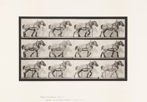 Tafel 565. Ziehen; Dunkelgraues Belgisches Pferd Dusel von Eadweard Muybridge