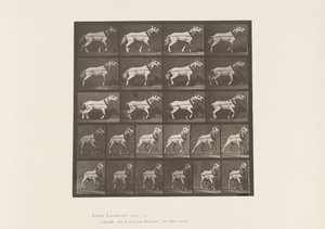 Tafel 572. Ziehen; Kopf wird gezogen; Hellgraue Stute, 1885 von Eadweard Muybridge