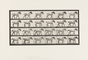 Tafel 574. Gehen; Frei; Dunkelgraues Belgisches Pferd Hansel, 1885 von Eadweard Muybridge