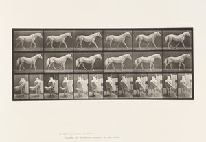 Tafel 576. Gehen; Frei; Hellgraues Pferd Eagle von Eadweard Muybridge
