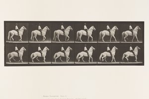 Tafel 577. Gehen; Sattel; Unregelmäßig; Weißes Pferd Clinton